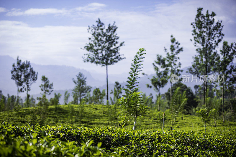 Kandy和Nuwara Eliya之间的山上的茶园